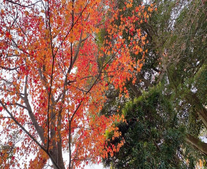 秋を感じられる、黒木が撮影した写真