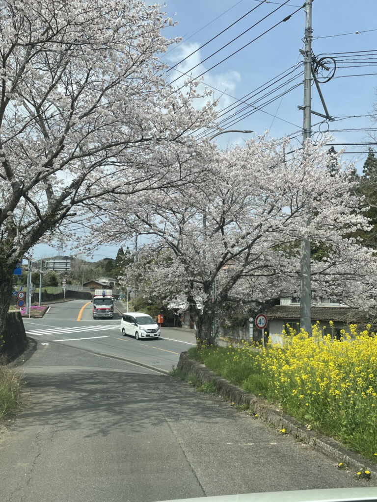 春　桜の様子