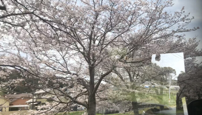 現場周りの際に車内から撮った桜の写真